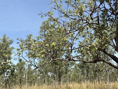 Corymbia dunlopiana, photograph (c) Thomas Mesaglio, some rights reserved (CC BY)