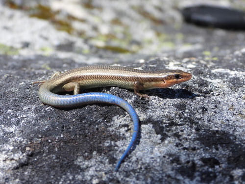 iNaturalist observation photo of Gilbert's Skink