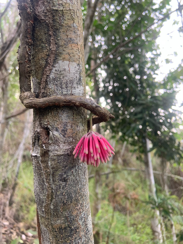 Amyema curranii (Amyema curranii)