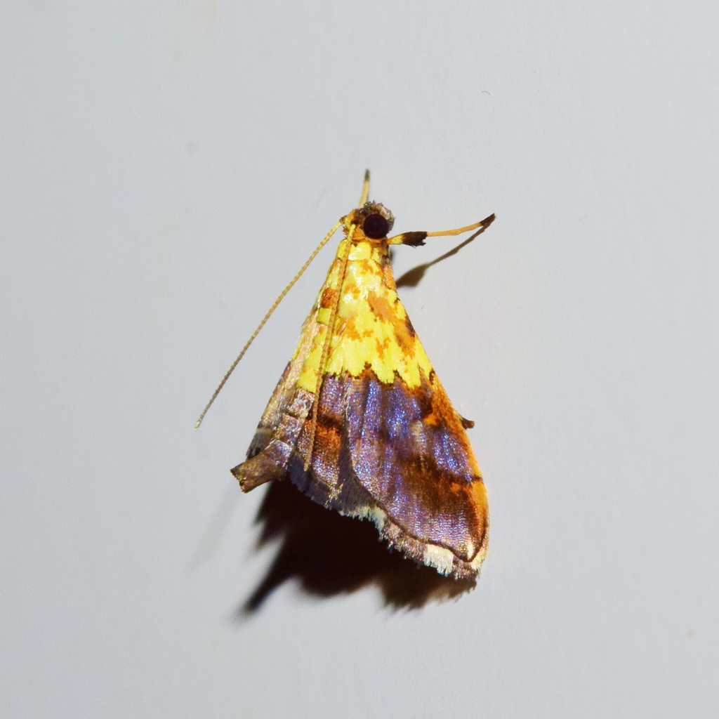 Agrotera citrina