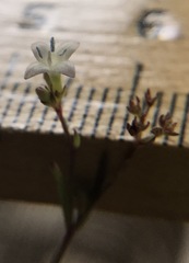 Stenaria nigricans floridana