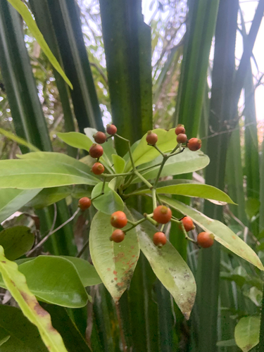 Psychotria gitingensis