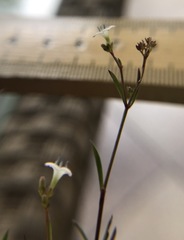 Stenaria nigricans floridana