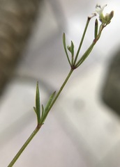 Stenaria nigricans floridana