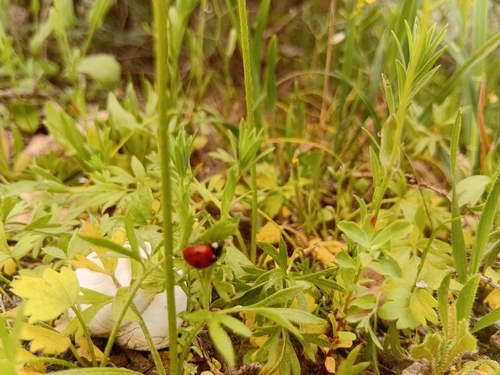 Algerian Seven-spotted Lady Beetle