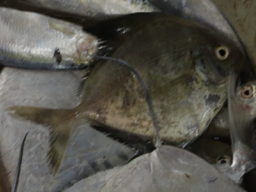 Black Pomfret