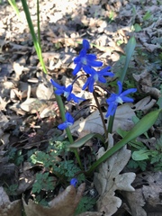 Scilla forbesii