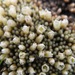 Pycnophyllum - Photo 由 Fabien Anthelme 所上傳的 (c) Fabien Anthelme，保留部份權利CC BY-NC