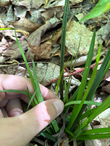 Carex abscondita, 2026-04-19