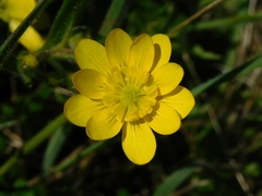 Ranunculus canus