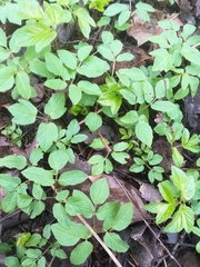 Aegopodium podagraria