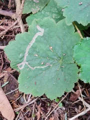 Phytomyza tiarellae