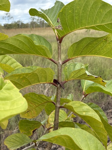 Nauclea orientalis, photograph 1