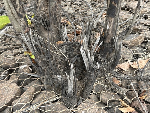 Nauclea orientalis, photograph 4