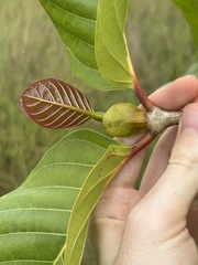 Nauclea orientalis, photograph (c) Thomas Mesaglio, some rights reserved (CC BY)