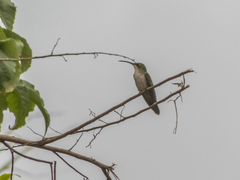 Anthracothorax dominicus