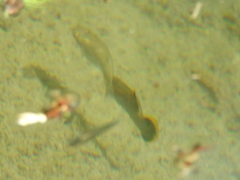 Poecilia mexicana