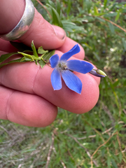 Billardiera heterophylla, photograph (c) Tyler Anthony, some rights reserved (CC BY)