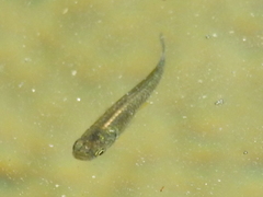 Poecilia mexicana