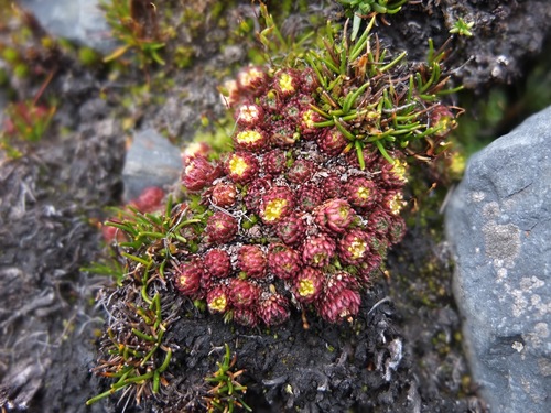 Saxifraga boussingaultii