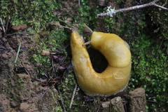 Ariolimax dolichophallus