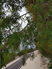 Vachellia choriophylla
