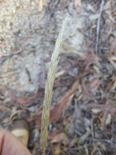 Calamagrostis quadriseta, 2026-04-20