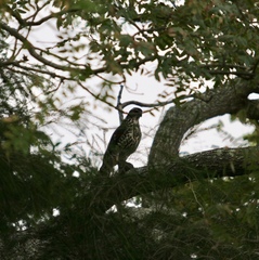 Accipiter tachiro tachiro