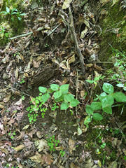 Trillium stamineum