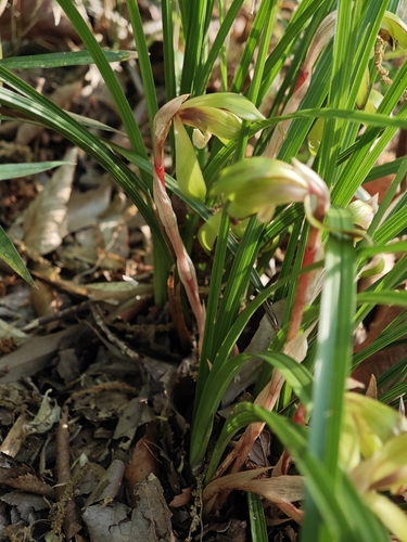 Cymbidium goeringii, photograph 1