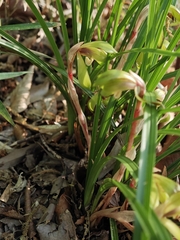 Cymbidium goeringii, photograph (c) WATANABE Hitoshi 渡辺仁, some rights reserved (CC BY)