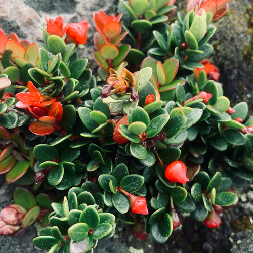 Vaccinium microphyllum, photograph 2