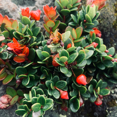 Vaccinium microphyllum, photograph Nielbert Raner, CC BY, iNaturalist via GBIF
