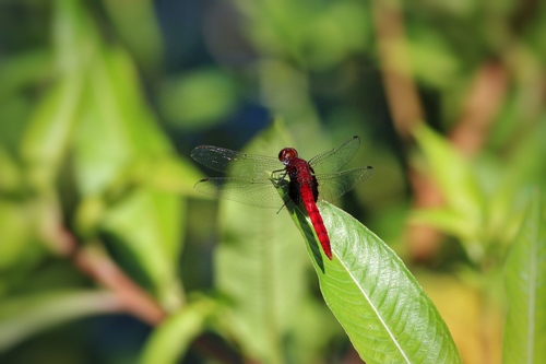Claret Pondhawk