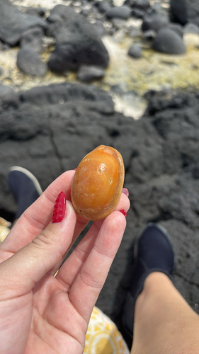Cypraea carneola observed 2026-04-19