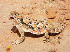 Desert Horned Lizard photo 1
