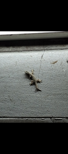 Flat-tailed House Gecko