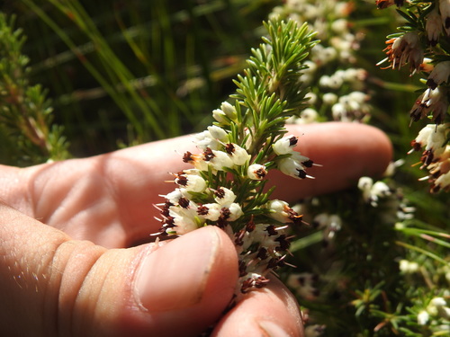 Image of Sharpleaf Heath (Erica desmantha) by (c) Matthew Fainman, some rights reserved (CC BY)