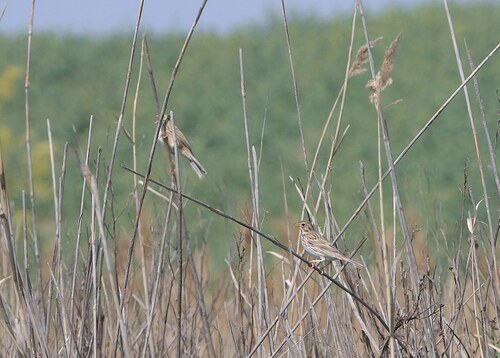 Corn Bunting