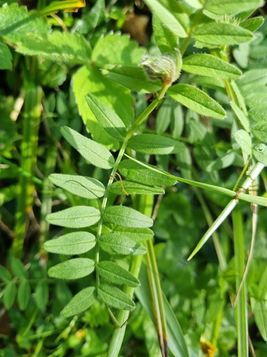 Bush Vetch