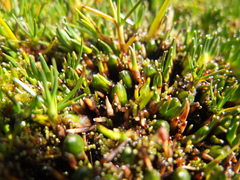 Oxychloe andina