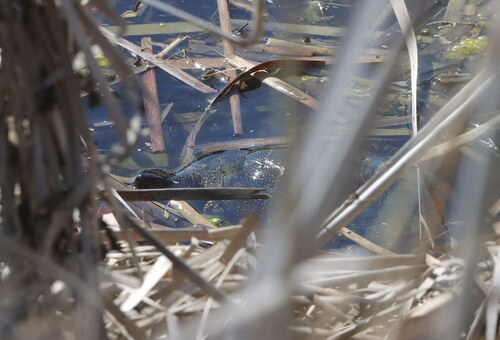 European Pond Turtle