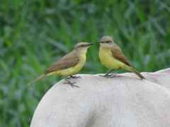 Machetornis rixosa