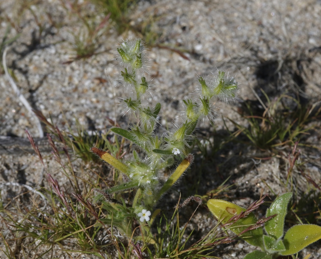 Gander's cryptantha