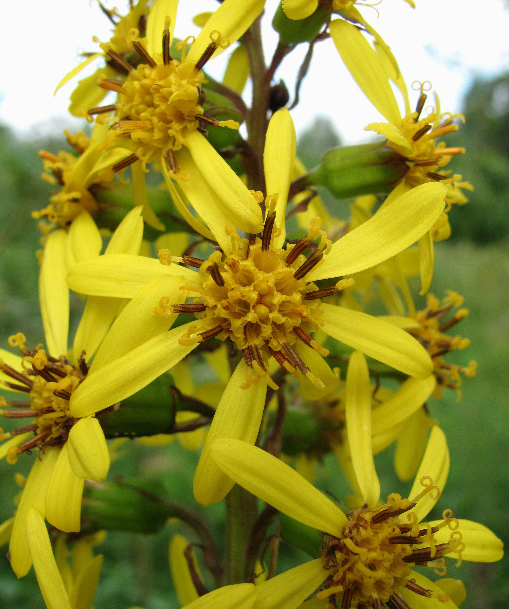 Ligularia