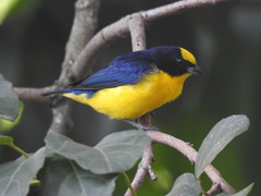 Euphonia laniirostris