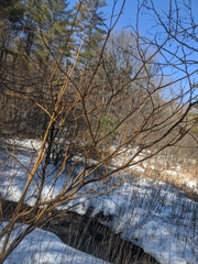 Aurantioporthe corni