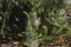 Cryptantha ganderi