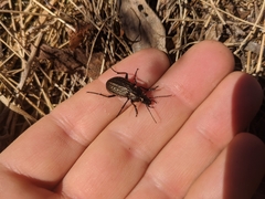 Carabus maeander