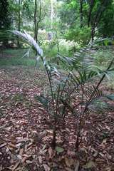 Archontophoenix cunninghamiana